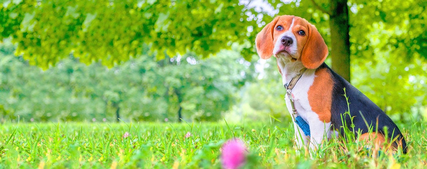 Dog Names Ending in lo